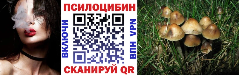 Купить где  Кировград  Галлюциногенные грибы Psilocybine cubensis 